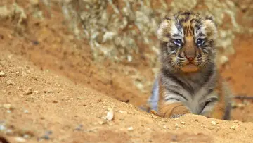 Backdrop to the movie "Tiger" #472410