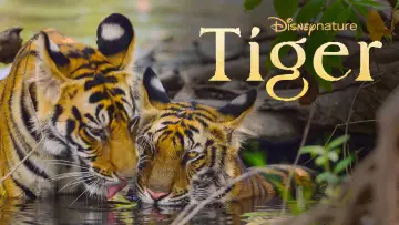 Backdrop to the movie "Tiger" #739240