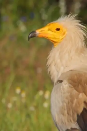 The World of Birds of Prey – Right to Survival