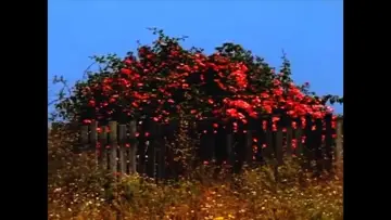 Backdrop to the movie "Sem TÍtulo #9: Nem Todas as Flores da Falta" #460446