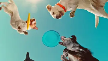 Backdrop to the movie "Inside the Mind of a Dog" #883146