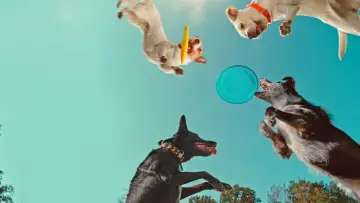 Backdrop to the movie "Inside the Mind of a Dog" #883147
