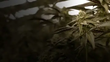 Cannabis : Une enquête de Mathieu Kassovitz et Antoine Robin Poster