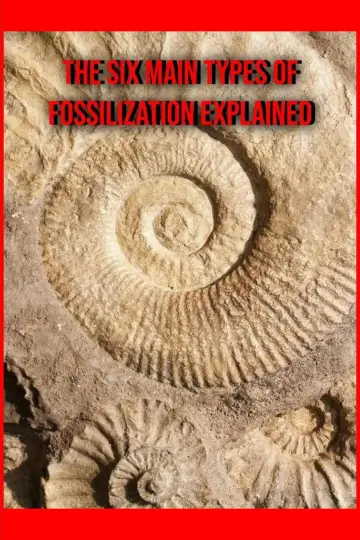 The Six Main Types of Fossilization Explained Poster