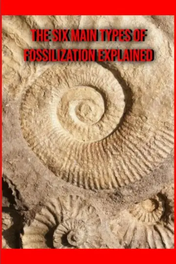 Poster to the movie "The Six Main Types of Fossilization Explained" #458623