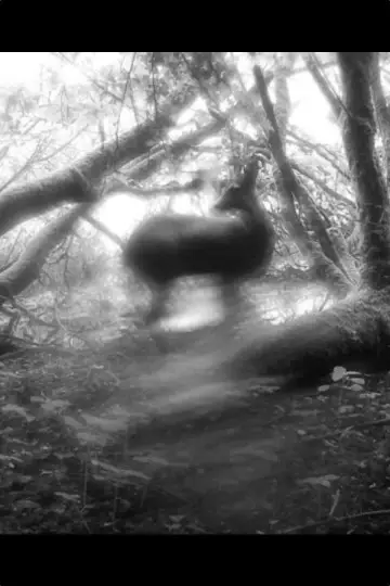 Poster to the movie "Meadows Wait, Mist Diffuses" #1107768