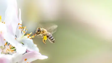 Backdrop to the movie "Les abeilles, sentinelles de la planète" #474238