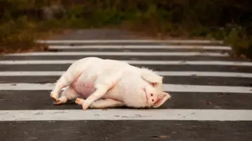 Backdrop to the movie "Pig at the Crossing" #738108