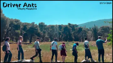 Backdrop to the movie "Driver Ants" #1113690
