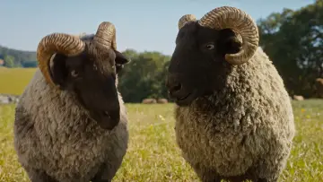 Backdrop to the movie "The Sheep Detectives" #813582