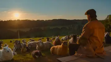 Backdrop to the movie "The Sheep Detectives" #813590