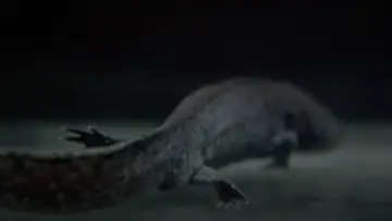 Backdrop to the movie "Axolotl" #882086