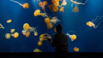 Backdrop to the movie "Remarkably Bright Creatures" #909498