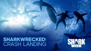 Sharkwrecked: Crash Landing Poster