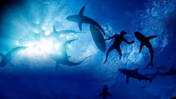 Backdrop to the movie "Sharkwrecked: Crash Landing" #1632152