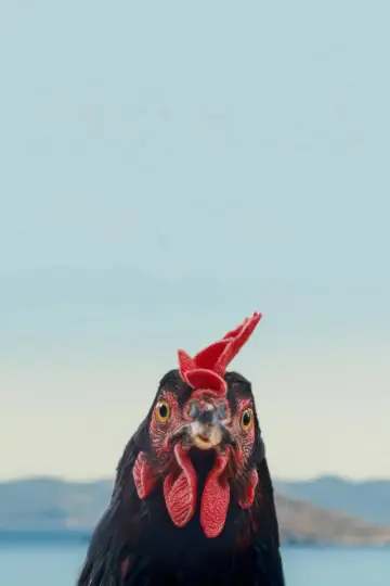 Poster to the movie "Hen" #817523