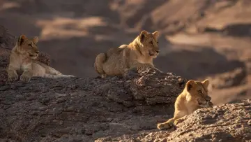 Backdrop to the movie "Lions of the Skeleton Coast" #880746