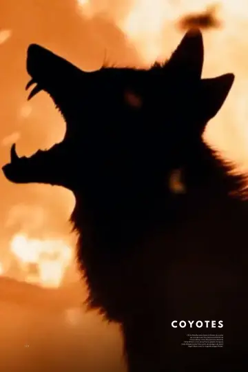 Poster to the movie "Coyotes" #550076