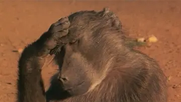 Backdrop to the movie "Animals Are Beautiful People" #1175242