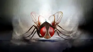 Backdrop to the movie "Eega" #400708
