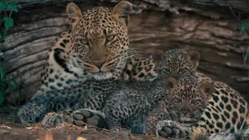 Backdrop to the movie "Mashatu: Land of Leopards" #1629374