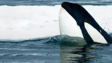 Backdrop to the movie "Expedition Killer Whale" #880372