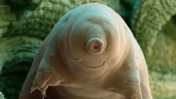 Backdrop to the movie "Tiny and Tough - The Incredible Resilience of Tardigrades" #1618076