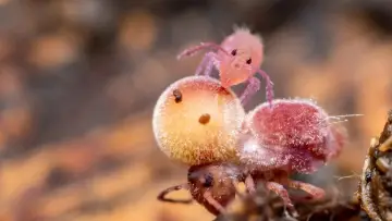 Backdrop to the movie "Springtails: The hidden soldiers of Earth" #1617148
