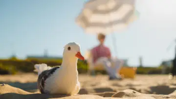 Backdrop to the movie "Seagulls & Stripes" #1787978