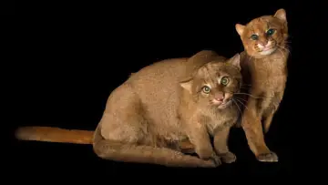 Backdrop to the movie "Rare Cat Skills" #981885