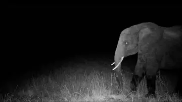 Backdrop to the movie "Ghost Elephants" #764745