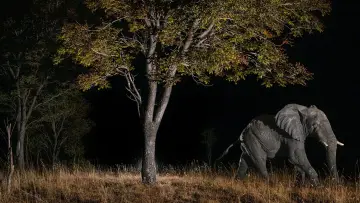 Backdrop to the movie "Ghost Elephants" #764746