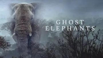 Backdrop to the movie "Ghost Elephants" #911003