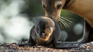 Backdrop to the movie "Sea Lions of the Galapagos" #719351