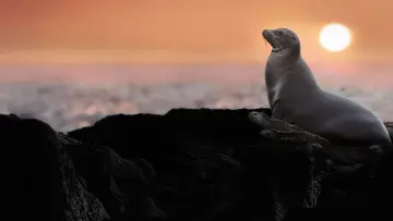 Backdrop to the movie "Sea Lions of the Galapagos" #719357