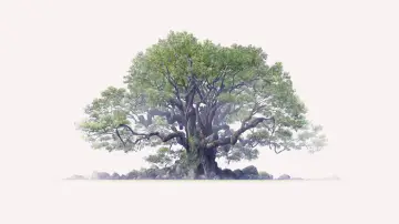 Backdrop to the movie "The Keeper of the Camphor Tree" #538625