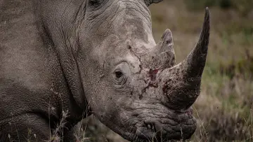 Backdrop to the movie "Rhino" #923503