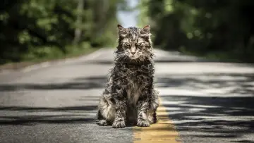 Backdrop to the movie "Pet Sematary" #1533515