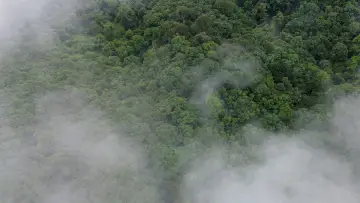 Backdrop to the movie "El bosque entre la niebla" #1169675