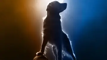 Backdrop to the movie "Air Bud Returns" #632435