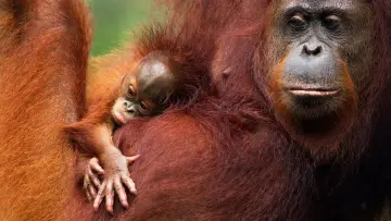 Backdrop to the movie "Orang Utans - Keepers of the Jungle" #922228