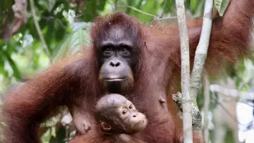 Backdrop to the movie "Orang Utans - Keepers of the Jungle" #922229