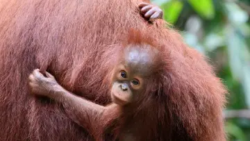 Backdrop to the movie "Orang Utans - Keepers of the Jungle" #922230