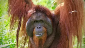 Backdrop to the movie "Orang Utans - Keepers of the Jungle" #922231