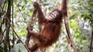 Backdrop to the movie "Orang Utans - Keepers of the Jungle" #922232