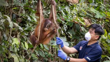 Backdrop to the movie "Orang Utans - Keepers of the Jungle" #922233