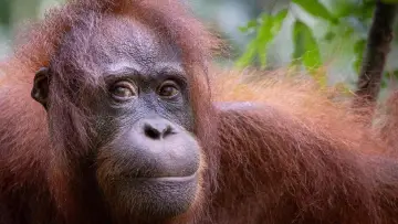 Backdrop to the movie "Orang Utans - Keepers of the Jungle" #922234