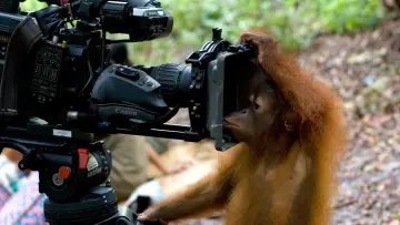 Backdrop to the movie "Orang Utans - Keepers of the Jungle" #922241