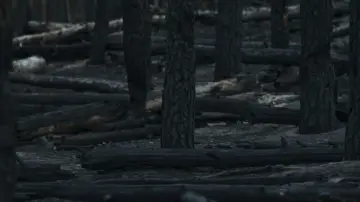 Backdrop to the movie "No Shade In The Forest" #1297428