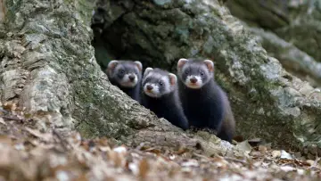 Backdrop to the movie "Polecat – Europe’s Relentless Hunter" #1191775